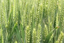 新麦57小麦品种的特性，适宜播种期10月上中旬