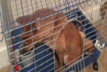 为什么要给狗狗笼内训练，有利于排尿、定量进餐等