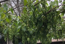 家里种葡萄寓意好吗，寓意多福、多满
