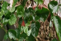 茉莉叶螟的防治方法,可实行人工捕杀或药剂防治