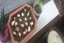 大蒜如何盆栽,应将尖端朝上埋入土中