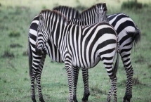 哺乳动物有什么特点,可通过乳腺分泌乳汁来为幼体进行哺乳