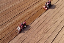 小麦一亩用多少种子，每亩按照正常18-30斤播种即可