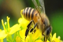 蜜蜂出现枣花蜜中毒情况如何处理，可对蜂群喷洒淡盐水