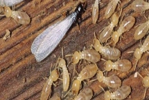 怎么消灭有翅膀的白蚁，可用高压黑光灯进行诱杀