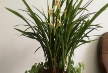 夏天兰花叶子发黄干枯的原因，可能是通风不良或积水闷根所致