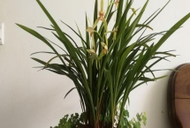 家庭兰花的养殖方法，只能使用复合化肥稀释后浇灌