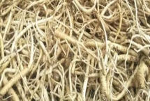 党参要种多久才能收获，一般需要3-5年