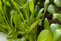 菠菜会开花吗，养分充足或采收不及时会促使菠菜开花