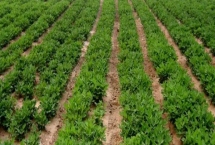 花生亩产量一般能达到多少，产量因品种、土壤等而异