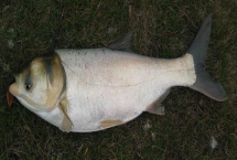 鲢鱼不开口的温度，低于5℃时会停止开口