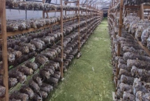 香菇反季节栽培注意事项，中午温度较高需打开门窗通风