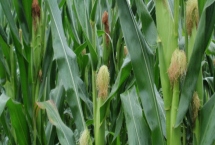 黔青802(区试名称:6709)玉米种子产量表现,中抗大斑病