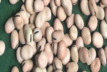 蚕豆种子的发芽过程，最先长出来的是胚根