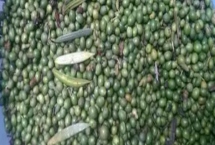 罗汉松种子怎么保存，密封好了放在冰箱内为佳