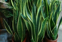 如何促使虎皮兰冒新芽，要为其提供良好的透气环境