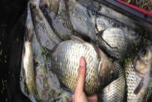 钓鲫鱼最快的钓法，钓鲫鱼简单但速钓却不简单