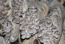 平菇如何种植才能丰产,关键是要选对优质高产的品种
