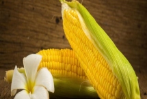 自新3号玉米种子产量表现，中抗茎腐病（18.4%MR）