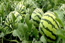 早春大棚西瓜种植管理技术，浇水要遵循宁干勿湿原则