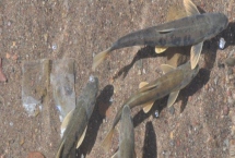 富贵斑的主要产地，主产于欧洲和我国新疆额尔齐斯河水系