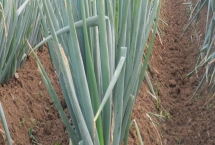 春季适合种植哪些蔬菜，可种植油菜、春大蒜、茄子等