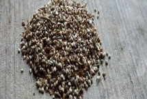 夏天种植菠菜如何处理种子,用凉水浸泡12-24小时、经过催芽即可播种