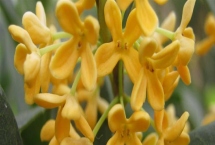 金桂的简介，属于木犀科常绿落叶大乔木