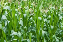 珍棒511玉米品种特性，中抗穗腐病