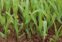 西南单2号玉米种子产量特性，春播平均生育期112.5天