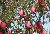 怎么对果树人工授粉，用授粉棒采蘸花粉再滚动至主栽品种的花丛中