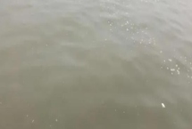 养殖水体浑浊的原因，可能是饵料不足或水草过少等