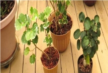 养护福禄桐的方法，需提供明亮的光照但要避免暴晒