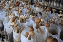 食用菌的种植前景，市场需求大前景广阔