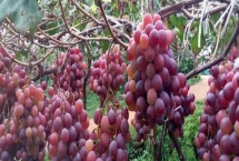 红玫瑰葡萄有哪些优点，产量高、易种植、抗病性好