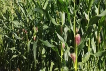 甜玉米一年能种多少次，通常可种植1-2次