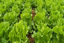 意大利生菜黑腐病的防治方法，药物防治效果好