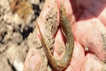 捉泥鳅的方法有哪些，分享常见的五种方法