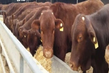 冬季肉牛如何增膘，吃好喝好住好