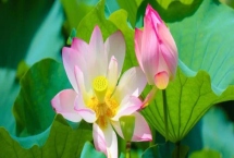 荷花有香味吗，香味一般较浅不易闻到