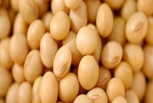 吉农235大豆种子特征特性，8月中旬及时防治大豆食心虫