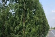 农村常见的树木，常见的有松树、杉树、樟树等