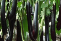 茄子苗盘育苗方法，将种子处理后再播种