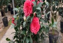 四季香妃茶花的开花次数，一年只开一次花