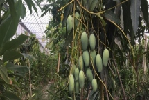 河南种芒果树怎么过冬,需要在大棚中越冬