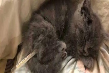 猫间歇性发烧的原因,可能是细菌、病毒或真菌感染、身体创伤等