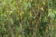 枣树锈病是什么原因导致的，湿度大的时期夏孢子会萌发侵入叶片导致发病