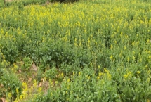 北方油菜如何种植，首先选择适合当地的优质品种