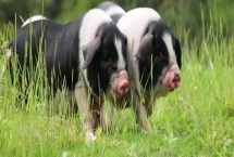 宁乡猪简介，原产地为湖南省宁乡县流沙河、草冲一带