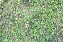 九农404大豆种子产量表现，一般4月下旬至5月上旬播种